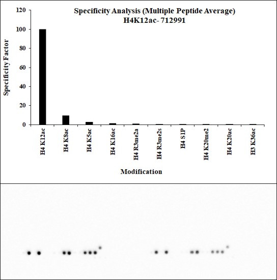 H4K12ac Antibody