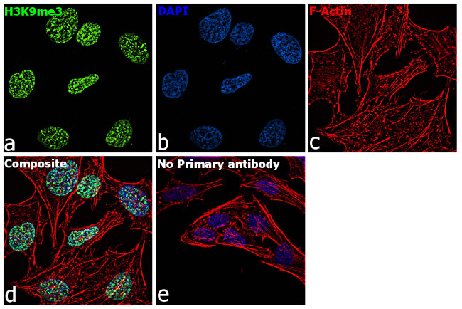 H3K9me3 Antibody in Immunocytochemistry (ICC/IF)