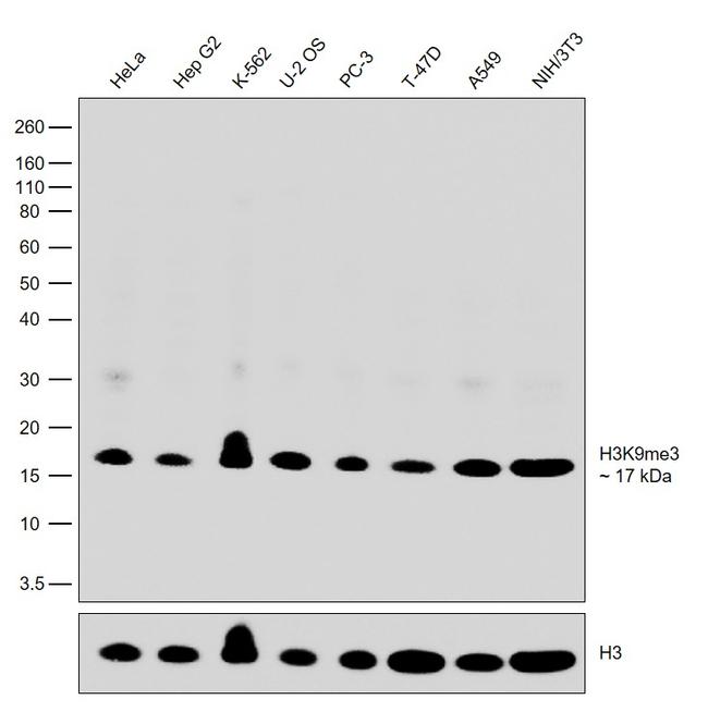 H3K9me3 Antibody in Western Blot (WB)