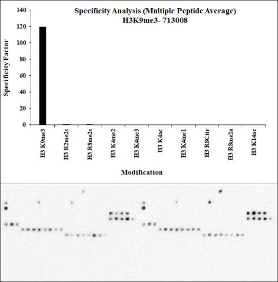 H3K9me3 Antibody in Peptide array (ARRAY)