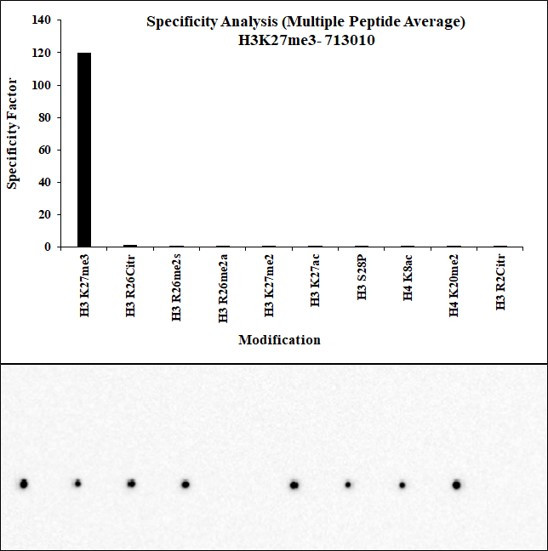 H3K27me3 Antibody in Peptide array (ARRAY)