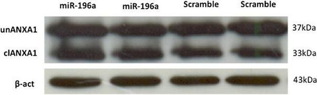 Annexin A1 Antibody in Western Blot (WB)