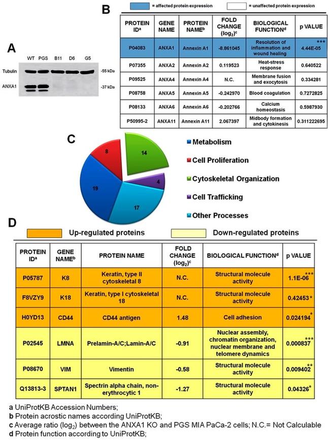 Annexin A1 Antibody in Western Blot (WB)