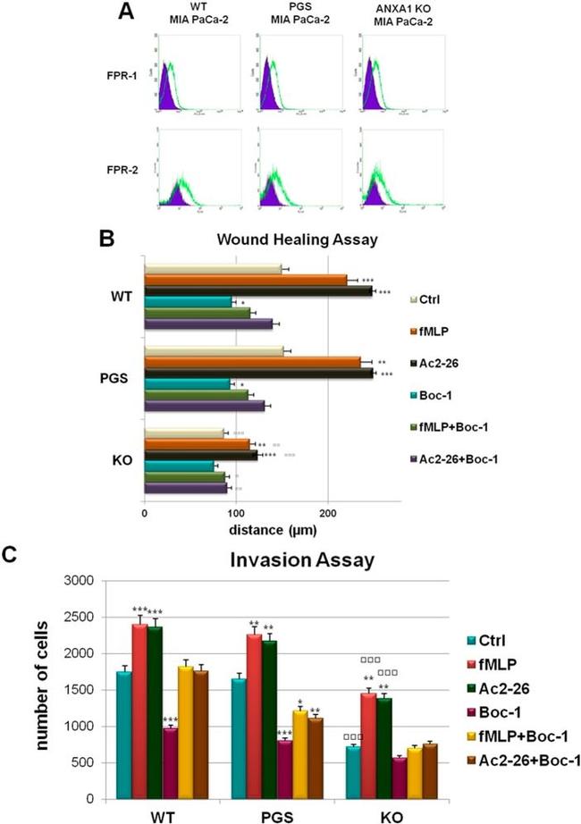 Annexin A1 Antibody in Flow Cytometry (Flow)