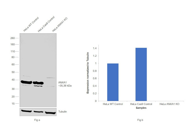 Annexin A1 Antibody