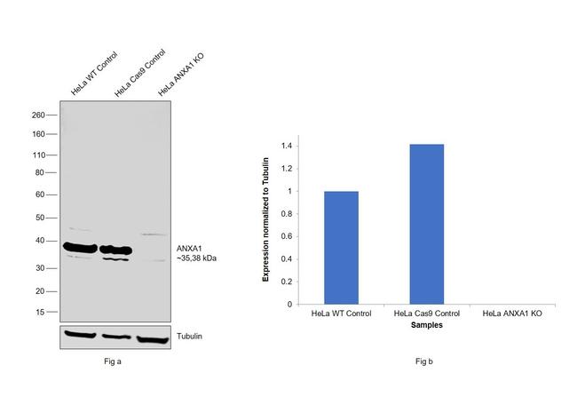 Annexin A1 Antibody in Western Blot (WB)