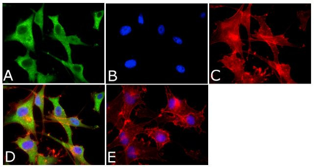 Annexin A1 Antibody in Immunocytochemistry (ICC/IF)