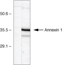 Annexin A1 Antibody in Western Blot (WB)