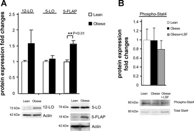 STAT4 Antibody in Western Blot (WB)