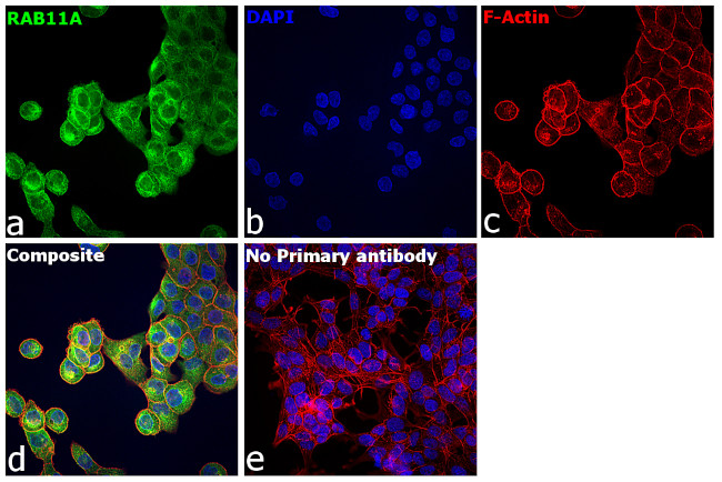 RAB11A Antibody in Immunocytochemistry (ICC/IF)