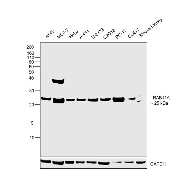 RAB11A Antibody in Western Blot (WB)