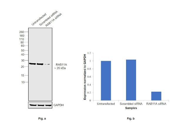 RAB11A Antibody