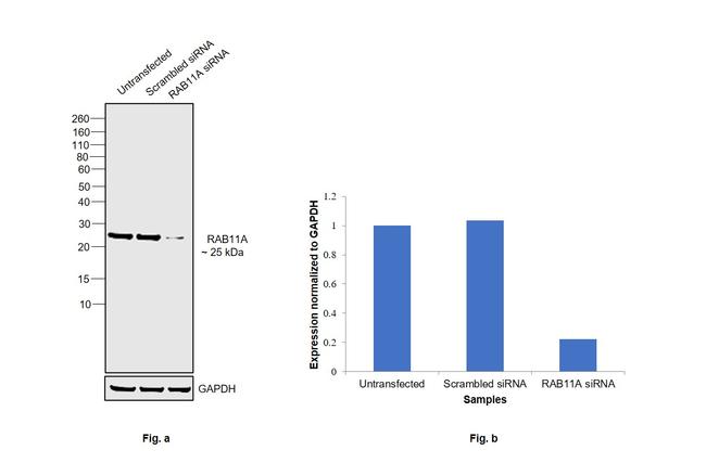 RAB11A Antibody in Western Blot (WB)