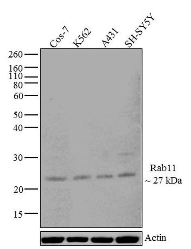 RAB11A Antibody in Western Blot (WB)