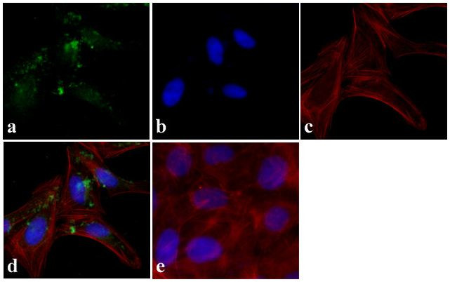 RAB11A Antibody in Immunocytochemistry (ICC/IF)