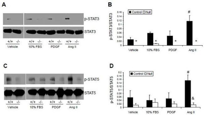 Phospho-STAT5 alpha (Tyr694) Antibody in Western Blot (WB)