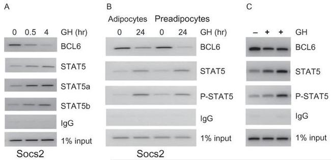 Phospho-STAT5 alpha (Tyr694) Antibody in Western Blot, ChIP Assay (WB, ChIP)