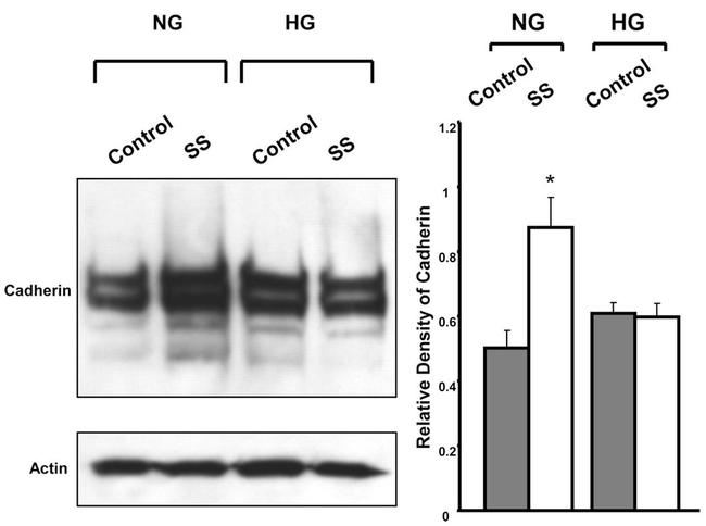 Pan-cadherin Antibody in Western Blot (WB)