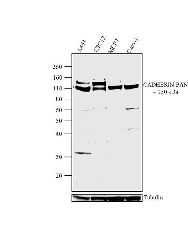 Pan-cadherin Antibody in Western Blot (WB)