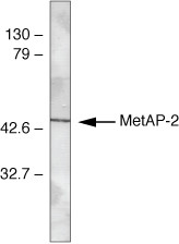 METAP2 Antibody in Western Blot (WB)