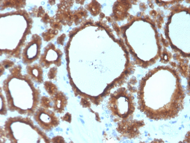 TPO (Thyroid Peroxidase) Antibody in Immunohistochemistry (Paraffin) (IHC (P))