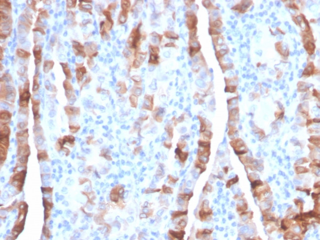 TPO (Thyroid Peroxidase) Antibody in Immunohistochemistry (Paraffin) (IHC (P))