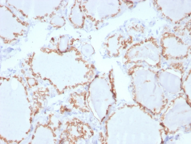 TPO (Thyroid Peroxidase) (Thyroid Marker) Antibody in Immunohistochemistry (Paraffin) (IHC (P))