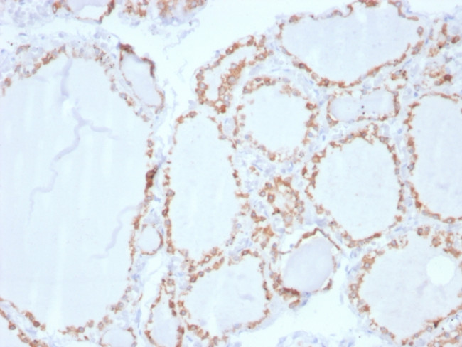 TPO (Thyroid Peroxidase) (Thyroid Marker) Antibody in Immunohistochemistry (Paraffin) (IHC (P))