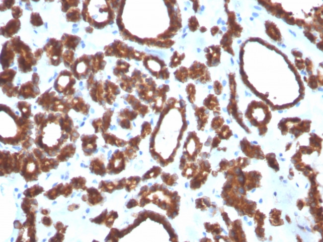 TPO (Thyroid Peroxidase) (Thyroid Marker) Antibody in Immunohistochemistry (Paraffin) (IHC (P))