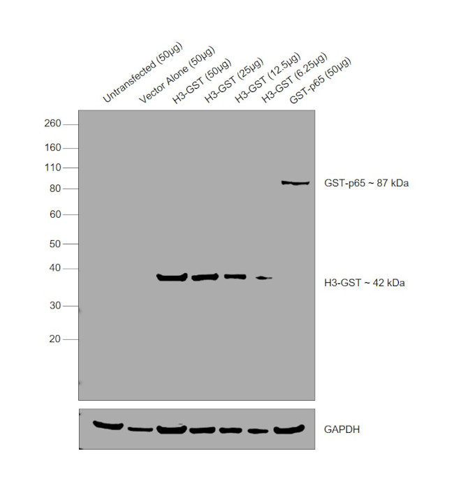 GST Tag Antibody