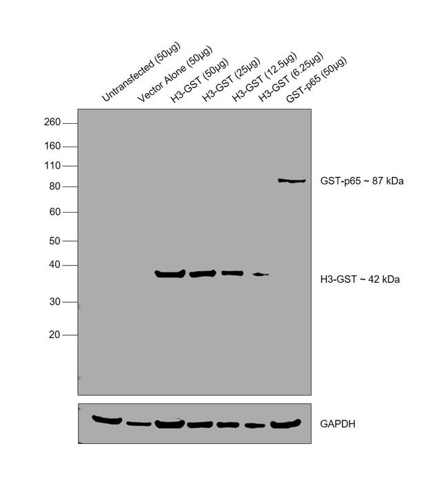 GST Tag Antibody in Western Blot (WB)