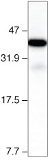 GST Tag Antibody in Western Blot (WB)