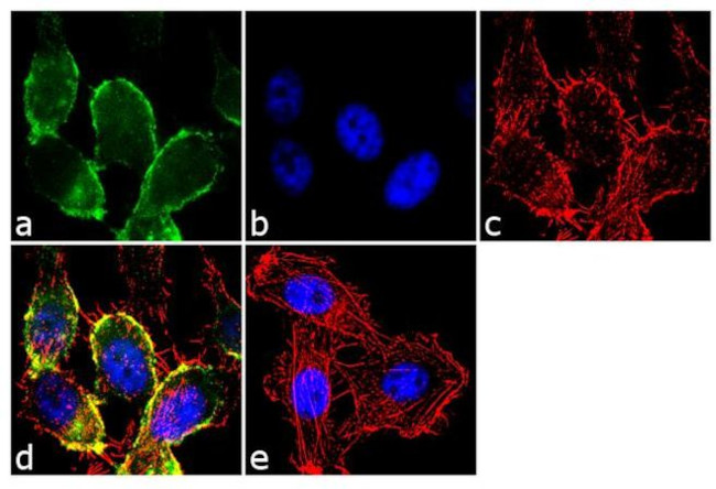 CDH11 Antibody in Immunocytochemistry (ICC/IF)