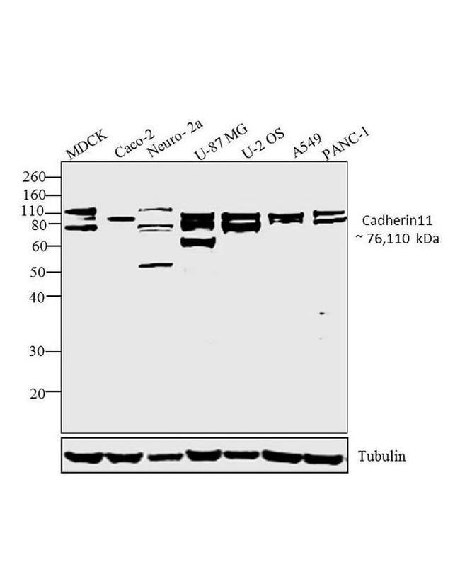 CDH11 Antibody in Western Blot (WB)