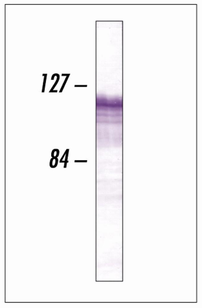 CDH11 Antibody in Western Blot (WB)