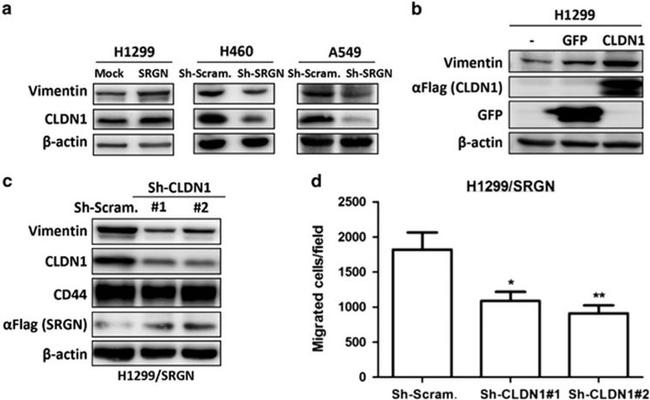 Claudin 1 Antibody in Western Blot (WB)