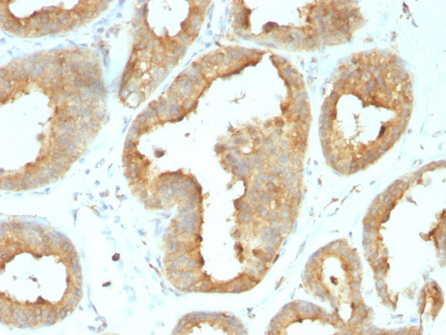 GRP94/HSP90B1 (Endoplasmic Reticulum Marker) Antibody in Immunohistochemistry (Paraffin) (IHC (P))