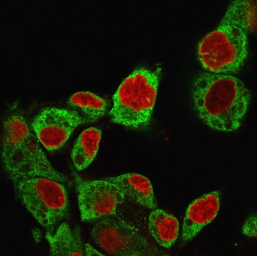 GRP94/HSP90B1 (Endoplasmic Reticulum Marker) Antibody in Immunocytochemistry (ICC/IF)