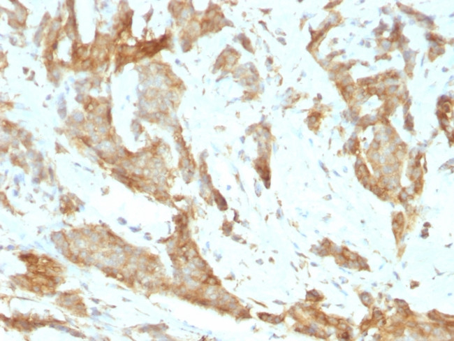 GRP94/HSP90B1 (Endoplasmic Reticulum Marker) Antibody in Immunohistochemistry (Paraffin) (IHC (P))