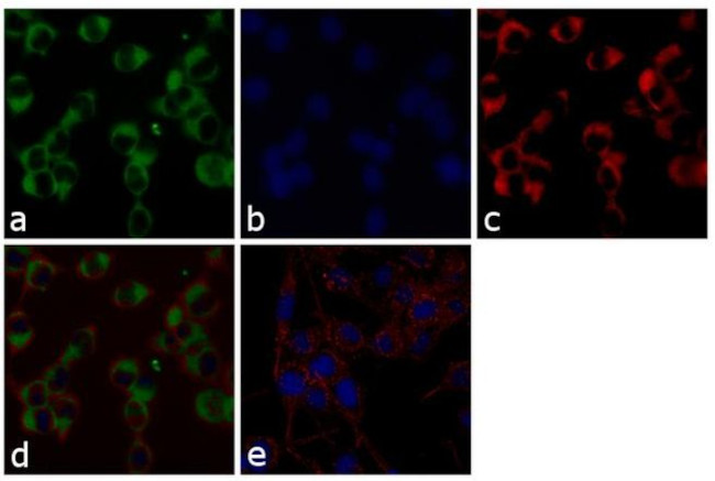 NMDAR2B Antibody in Immunocytochemistry (ICC/IF)