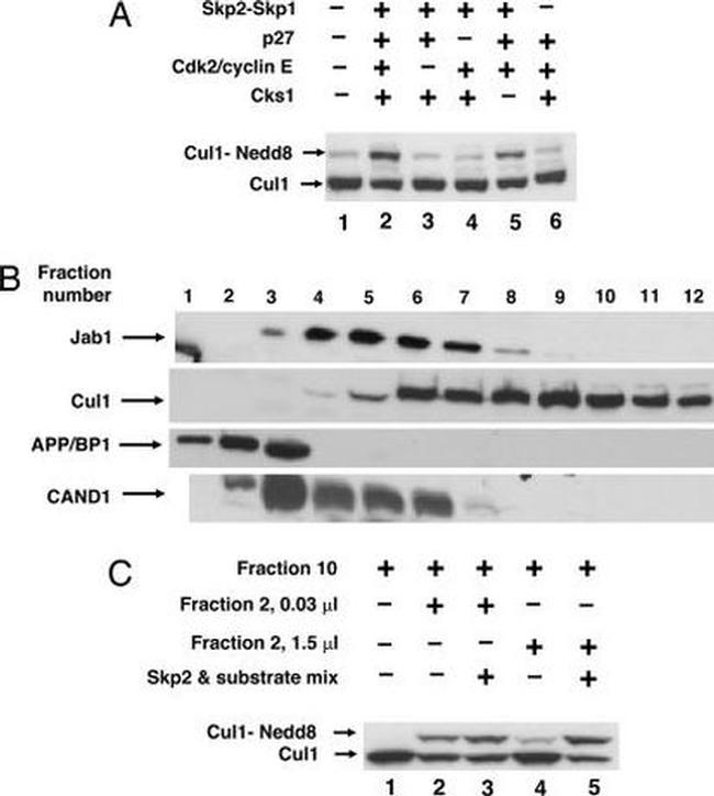 Cullin 1 Antibody in Western Blot (WB)