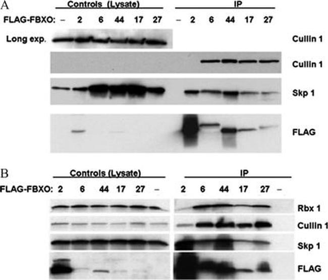 Cullin 1 Antibody in Western Blot (WB)