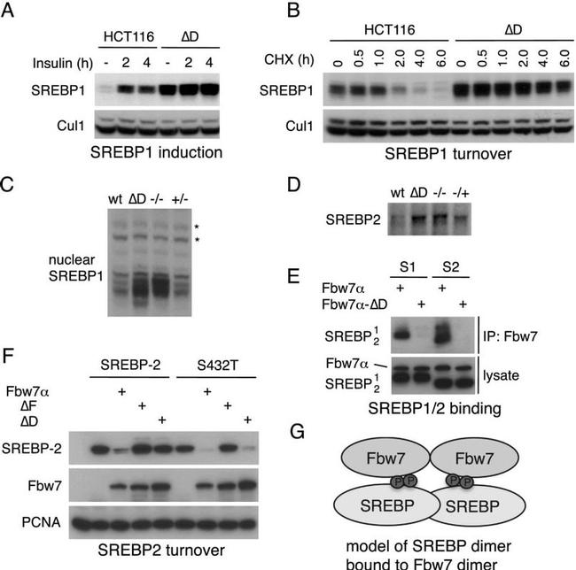 Cullin 1 Antibody in Western Blot (WB)