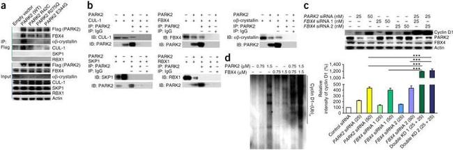 Cullin 1 Antibody in Western Blot (WB)