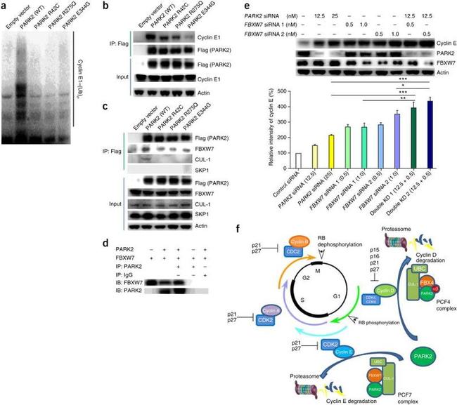 Cullin 1 Antibody in Western Blot (WB)