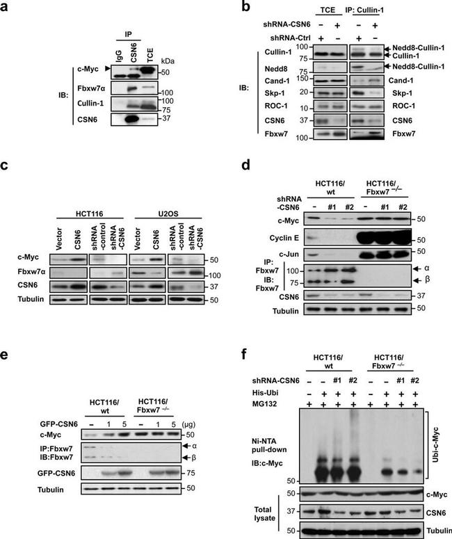 Cullin 1 Antibody in Western Blot, Immunoprecipitation (WB, IP)