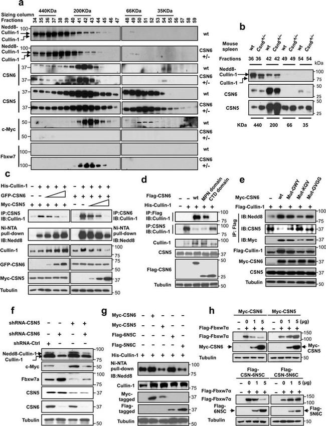 Cullin 1 Antibody in Western Blot, Immunoprecipitation (WB, IP)