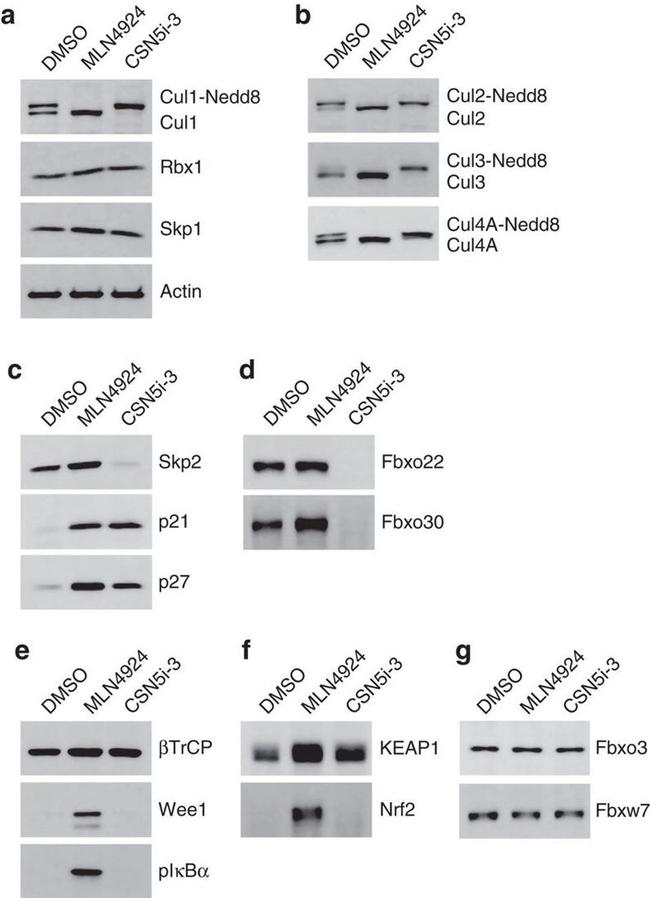 Cullin 1 Antibody in Western Blot (WB)