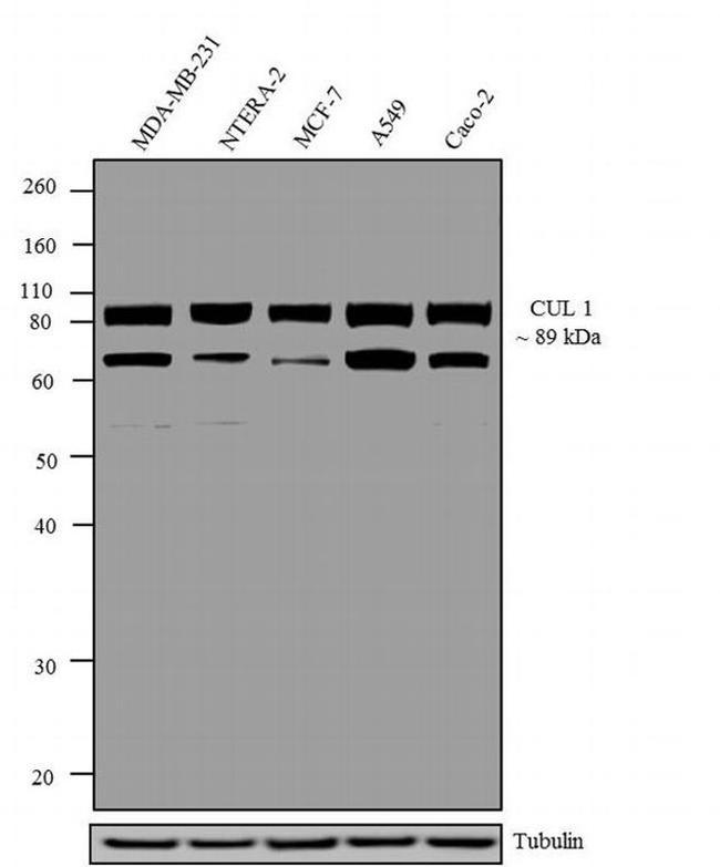 Cullin 1 Antibody in Western Blot (WB)