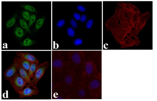 Phospho-IRF3 (Ser396) Antibody in Immunocytochemistry (ICC/IF)